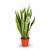 Sansevieria trifasciata &