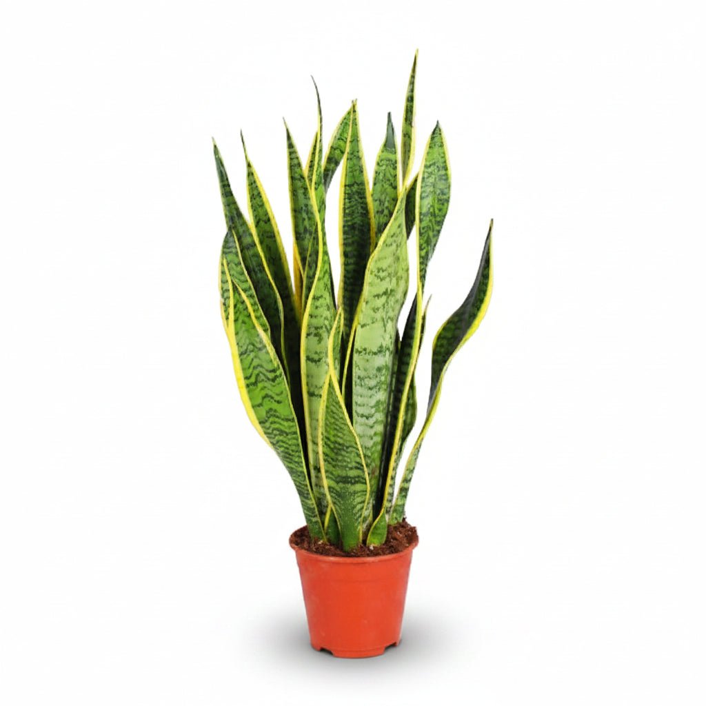 Sansevieria trifasciata &