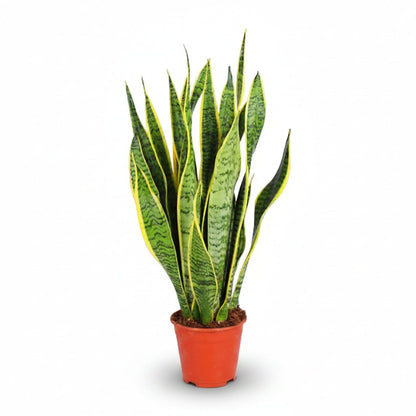 Sansevieria trifasciata &