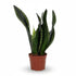 Sansevieria Whitney — Ø12 cm — H27 cm - Verdeia
