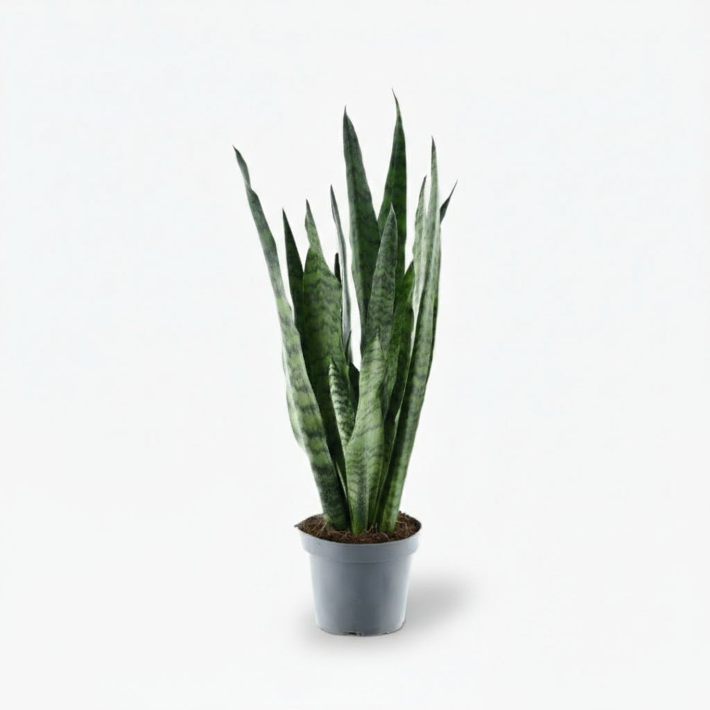 Sansevieria zeylanica — Langue de belle - mère - Verdeia