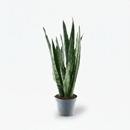 Sansevieria zeylanica — Langue de belle - mère - Verdeia