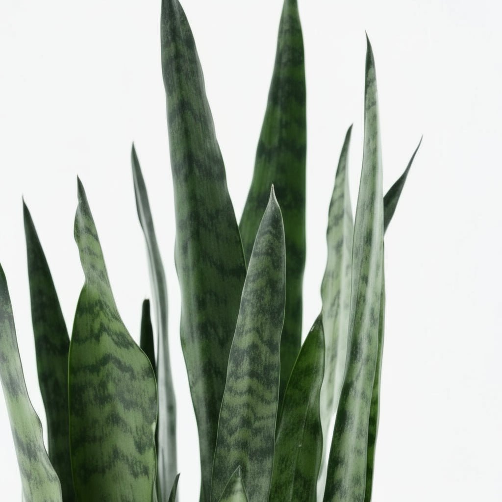 Sansevieria Zeylanica — Llengua de sogra - Verdeia - 2