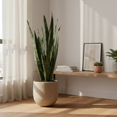 Sansevieria Zeylanica — Mother-in-law&