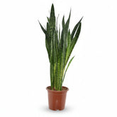 Sansevieria Zeylanica (Langue de belle - mère) - Verdeia - 7