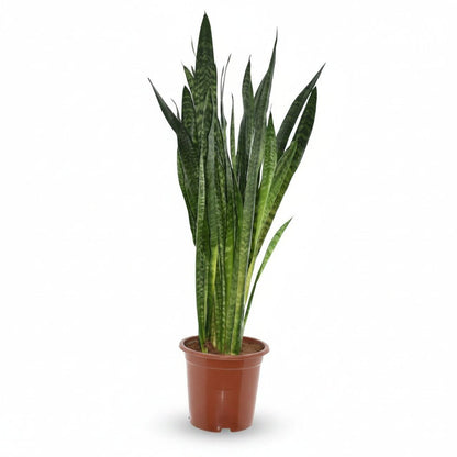 Sansevieria Zeylanica (Langue de belle - mère) - Verdeia - 7