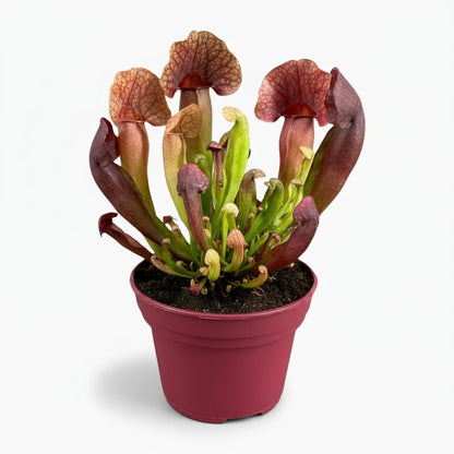 Sarracenia × Catesbaei — Ø12 cm — A23 cm - Verdeia - 1
