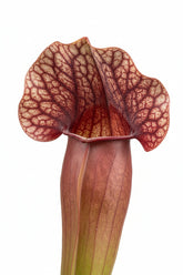 Sarracenia × Catesbaei (Híbrido de Sarracenia) — H23 cm | Maceta Ø12 cm - Verdeia - 2