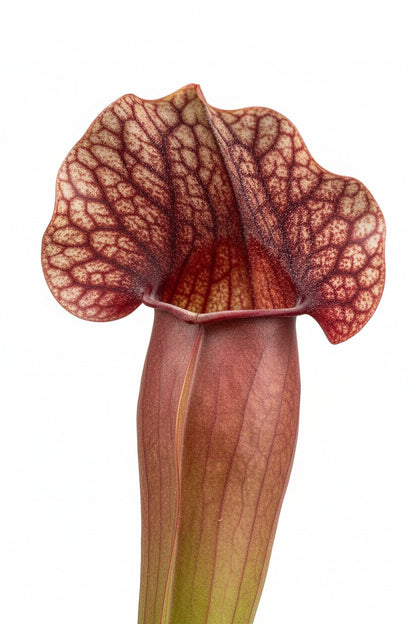 Sarracenia × Catesbaei (Híbrido de Sarracenia) — H23 cm | Maceta Ø12 cm - Verdeia - 2