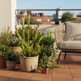 Sarracenia Farnhamii - Ø12cm - H40cm - Verdeia - 4