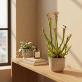 Sarracenia Farnhamii - Ø12cm - H40cm - Verdeia - 3