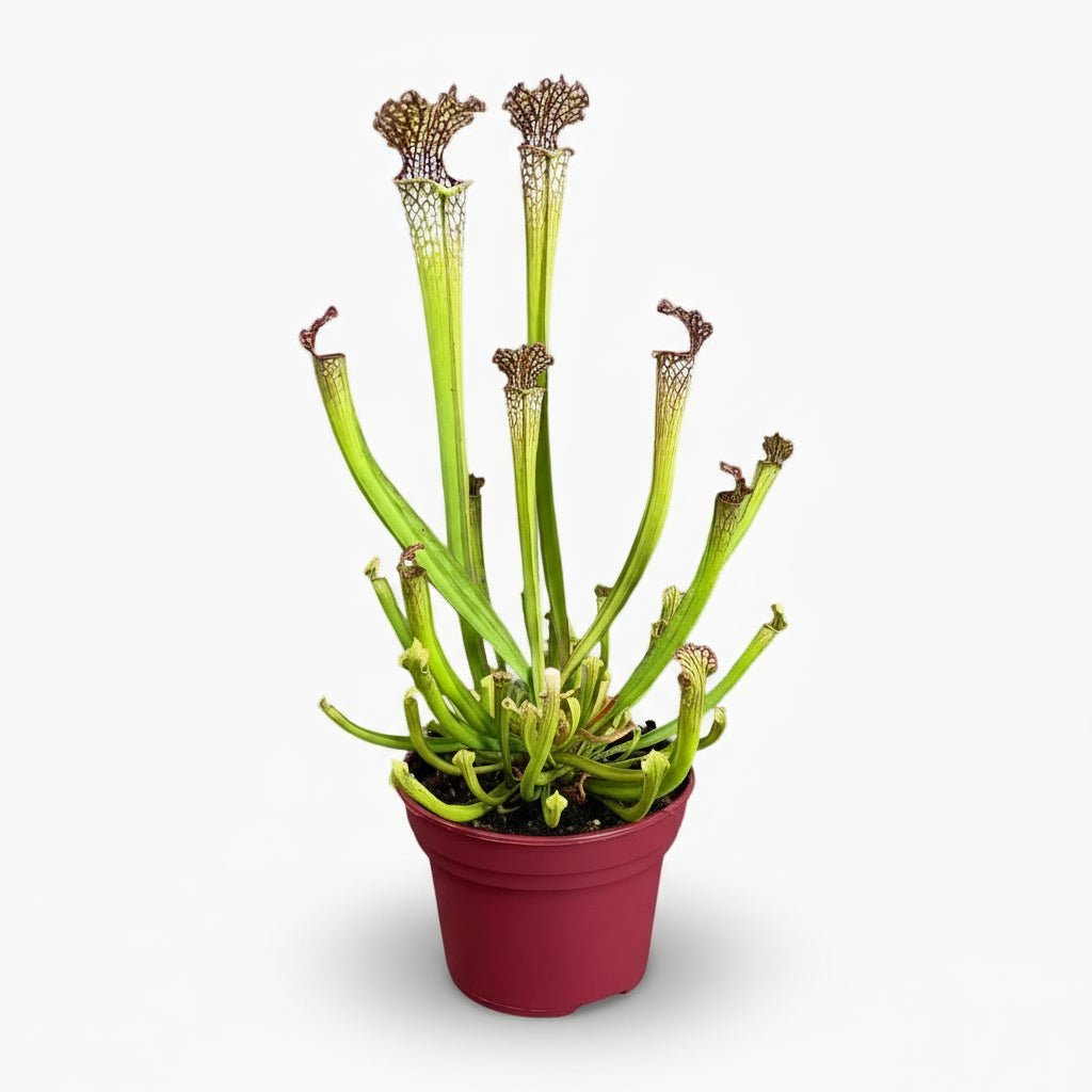 Sarracenia Farnhamii - Ø12cm - H40cm - Verdeia - 1