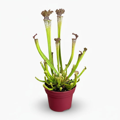 Sarracenia Farnhamii - Ø12cm - H40cm - Verdeia - 1