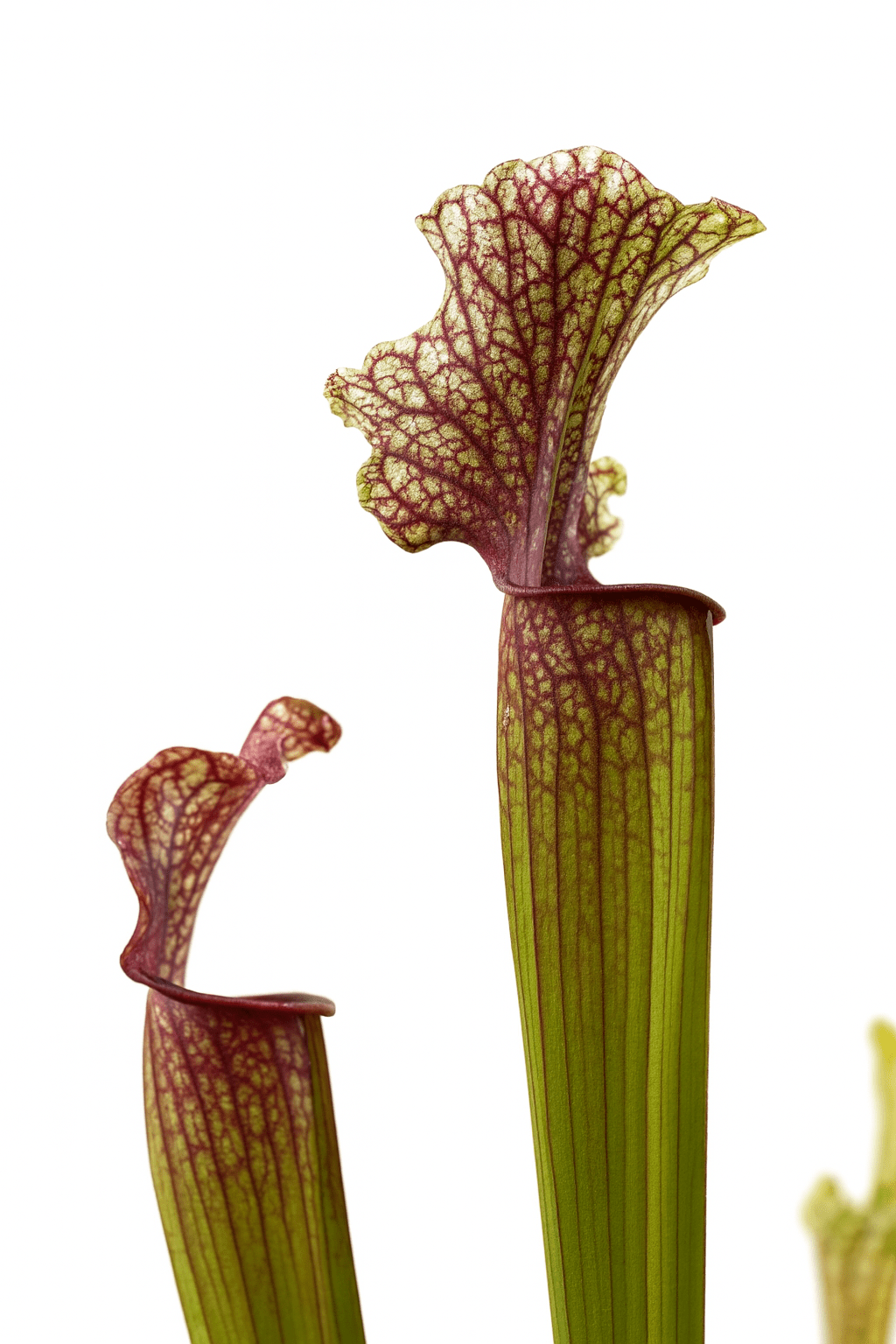 Sarracenia ‘Judith Hindle’ – Planta carnívora - D12 x H30 cm - Verdeia - 2