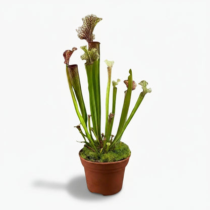 Sarracenia ‘Judith Hindle’ – Plante carnivore - Ø12cm - ↕30cm - Verdeia