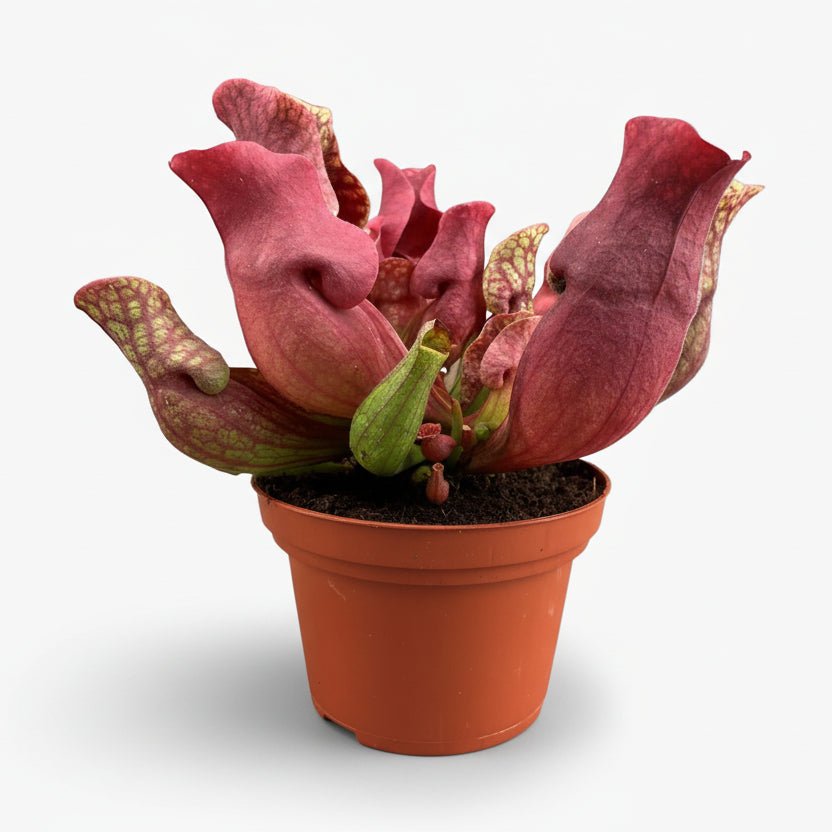 Sarracenia Maroon — Ø12 cm — H23 cm - Verdeia - 1