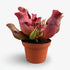 Sarracenia Maroon — Ø12 cm — H23 cm - Verdeia - 1