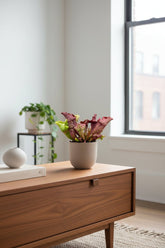 Sarracenia - Ø12cm - A20cm - Verdeia - 4