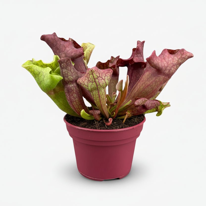 Sarracenia - Ø12cm - A20cm - Verdeia - 1