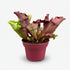 Sarracenia - Ø12cm - A20cm - Verdeia - 1