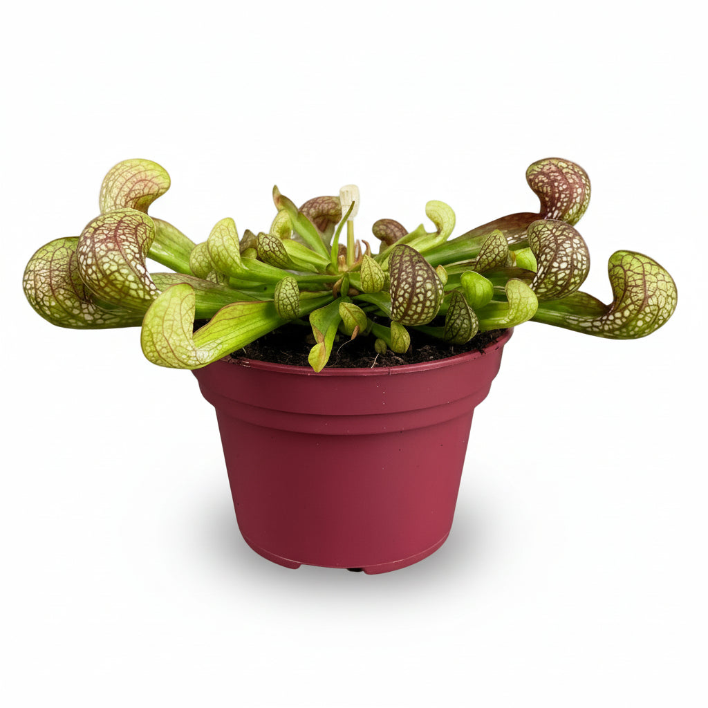 Sarracenia Psittacina - Ø12cm - H13cm - Verdeia - 1