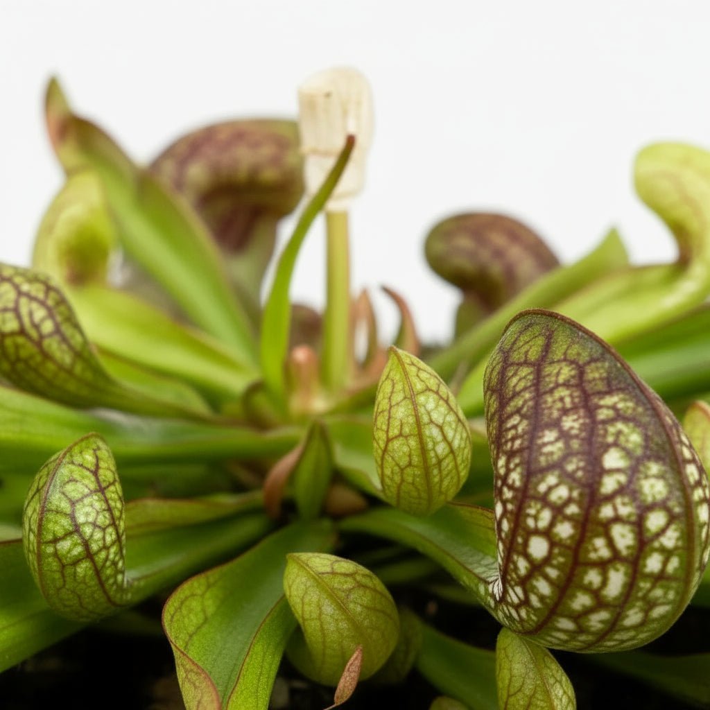 Sarracenia Psittacina - Ø12cm - H13cm - Verdeia - 2