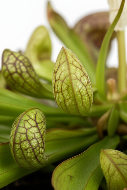 Sarracenia psittacina (Planta de jarra loro) — H13 cm | Maceta Ø12 cm - Verdeia - 2