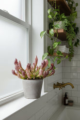 Sarracenia ‘Scarlet Belle’ – Planta carnívora – D12 x A20 cm - Verdeia - 5