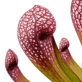 Sarracenia ‘Scarlet Belle’ – Planta carnívora – D12 x A20 cm - Verdeia - 2