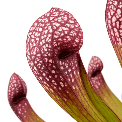 Sarracenia ‘Scarlet Belle’ – Plante carnivore – Ø12cm – ↕20cm - Verdeia