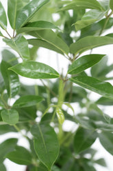Schefflera actinophylla &