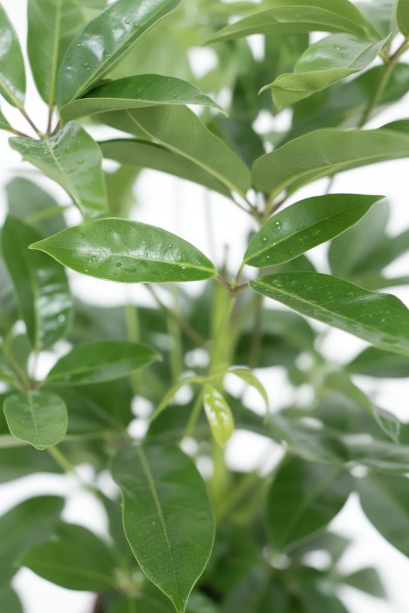 Schefflera actinophylla &
