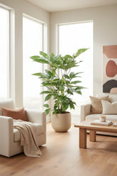 Schefflera actinophylla &