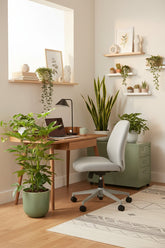 Schefflera actinophylla &