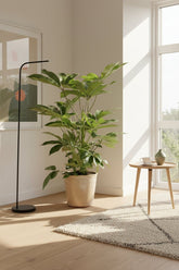 Schefflera actinophylla &