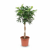 Schefflera arboricola &