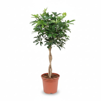 Schefflera arboricola &