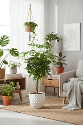 Schefflera arboricola &