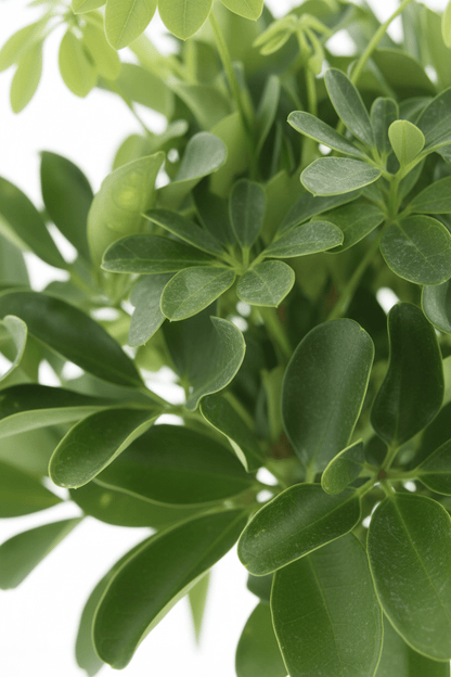 Schefflera arboricola &