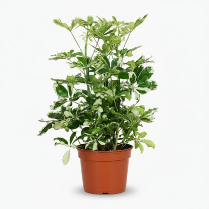 Schefflera Charlotte – Arbre parapluie - Verdeia