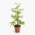 Schefflera Charlotte – Arbre parapluie - Verdeia