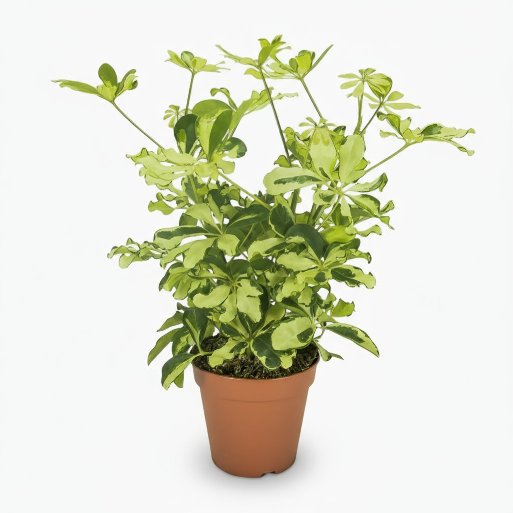 Schefflera Charlotte – Arbre parapluie - Verdeia