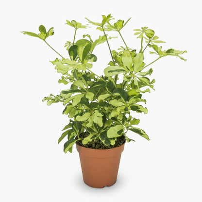 Schefflera Charlotte – Arbre parapluie - Verdeia