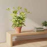 Umbrella tree — Schefflera Charlotte — Ø13 cm — H45 cm - Verdeia - 4