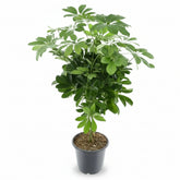 Schefflera Compacta ‘Nora’ – Compact umbrella tree - Verdeia - 4