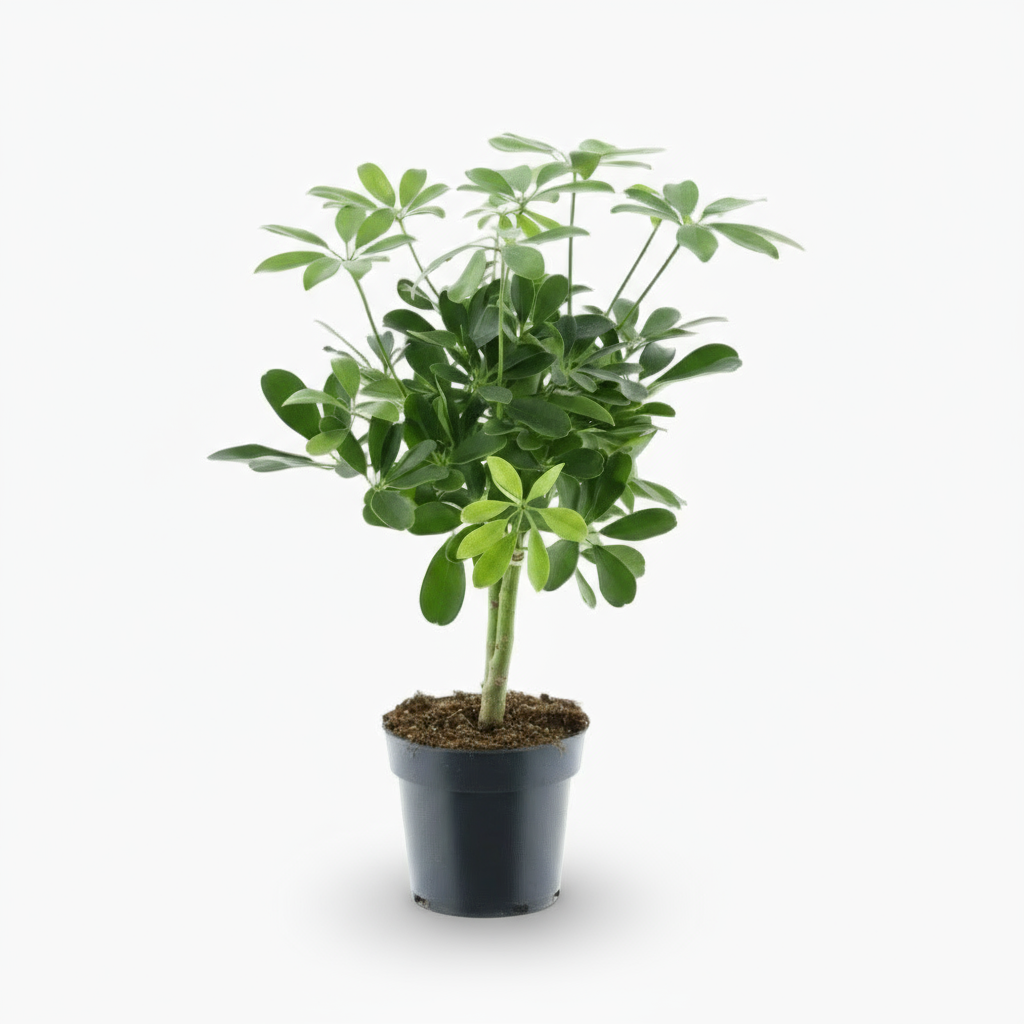 Schefflera Compacta ‘Nora’ – Arbre ombrelle compact - Verdeia