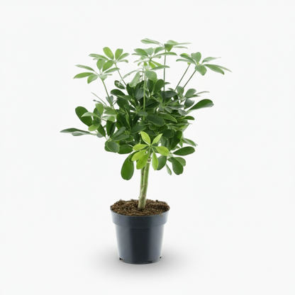 Schefflera Compacta ‘Nora’ – Arbre ombrelle compact - Verdeia