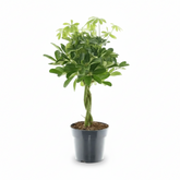 Schefflera Compacta ‘Nora’ – Compact Umbrella Tree - Verdeia - 1