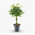 Schefflera Compacta ‘Nora’ – Arbre ombrelle compact - Verdeia