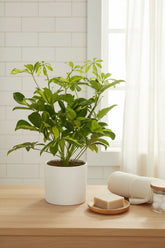 Umbrella tree — Schefflera &